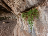 Canyonlands