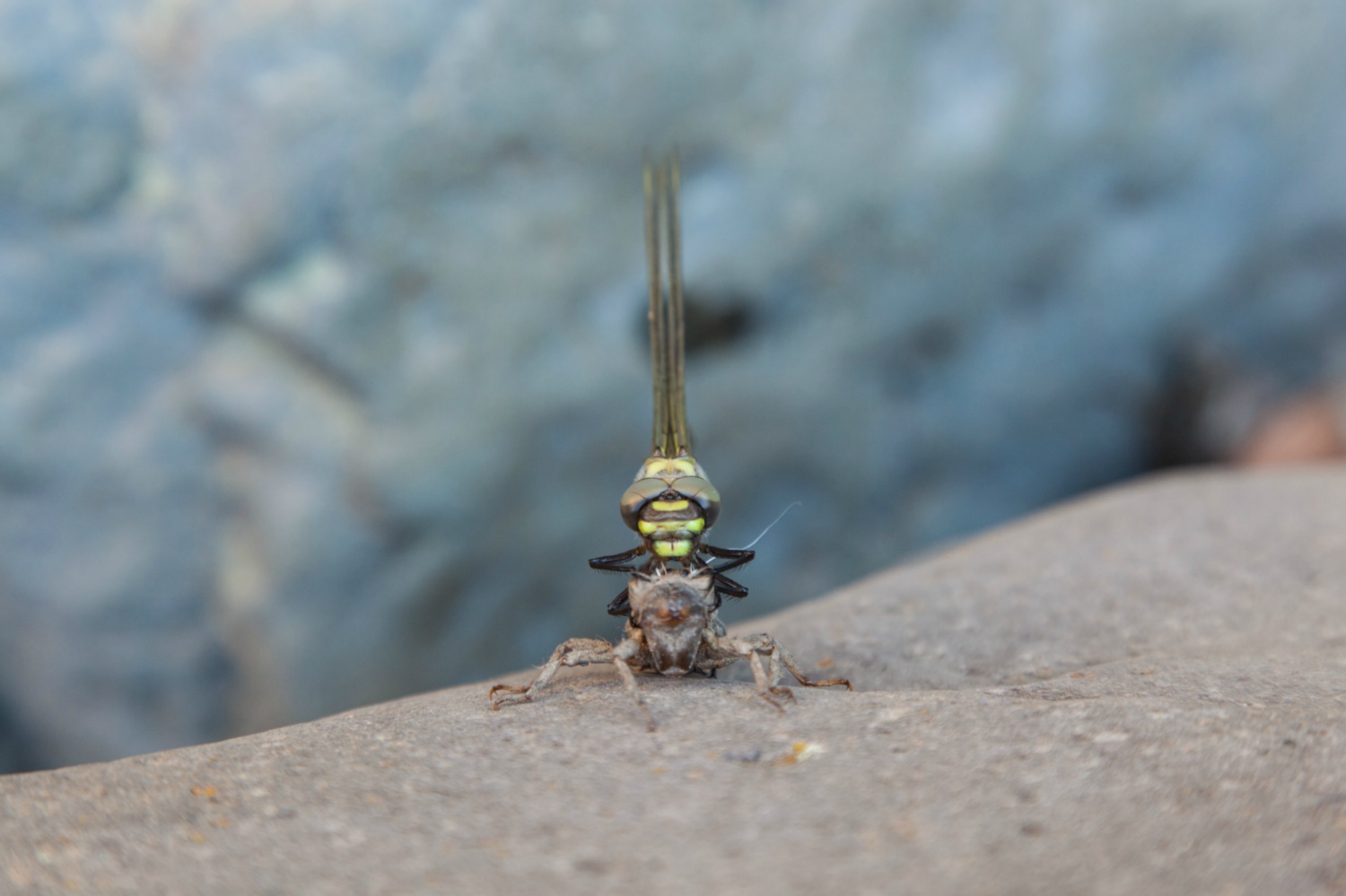 USA_Zion_017