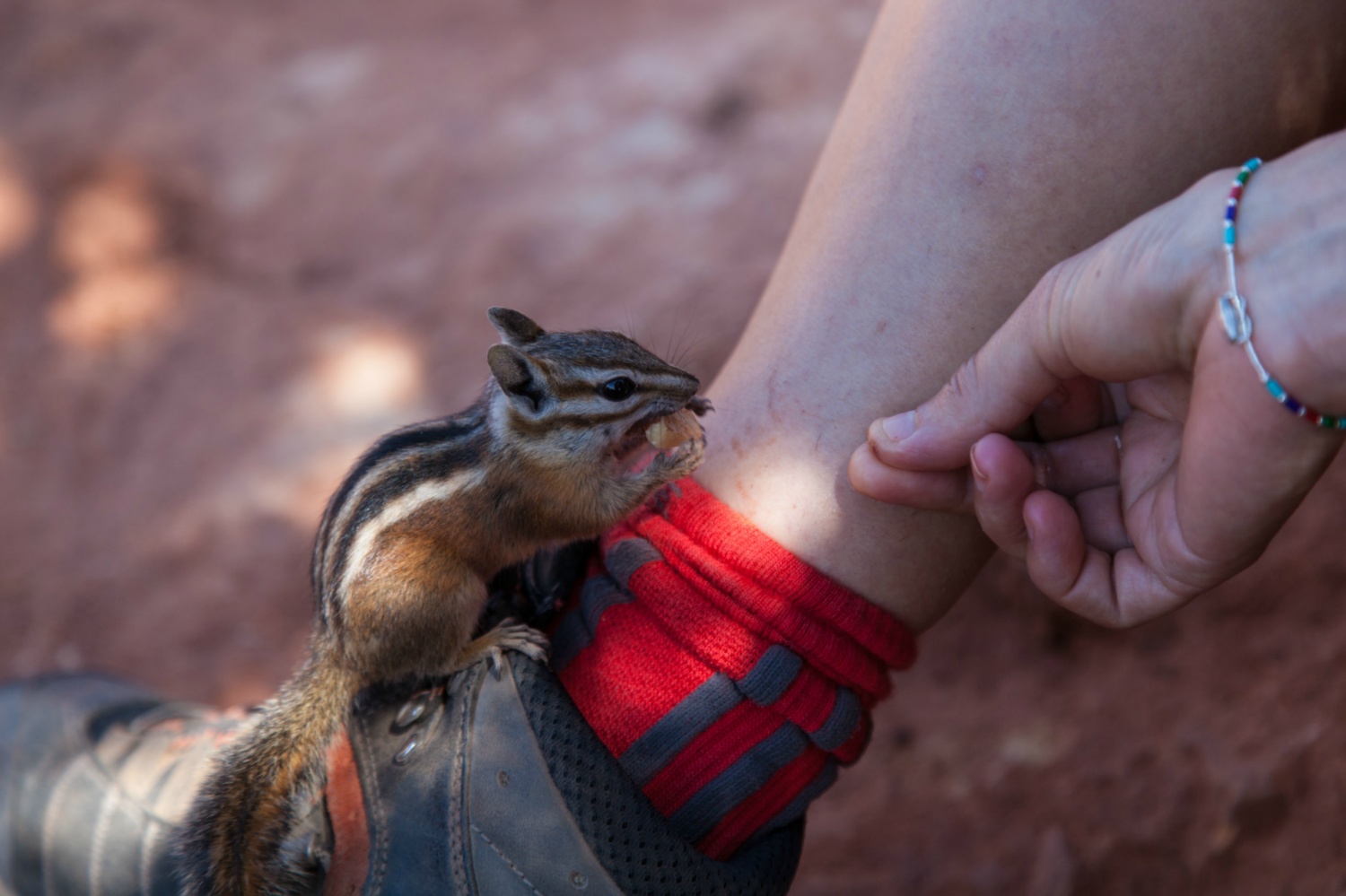 USA_Zion_263