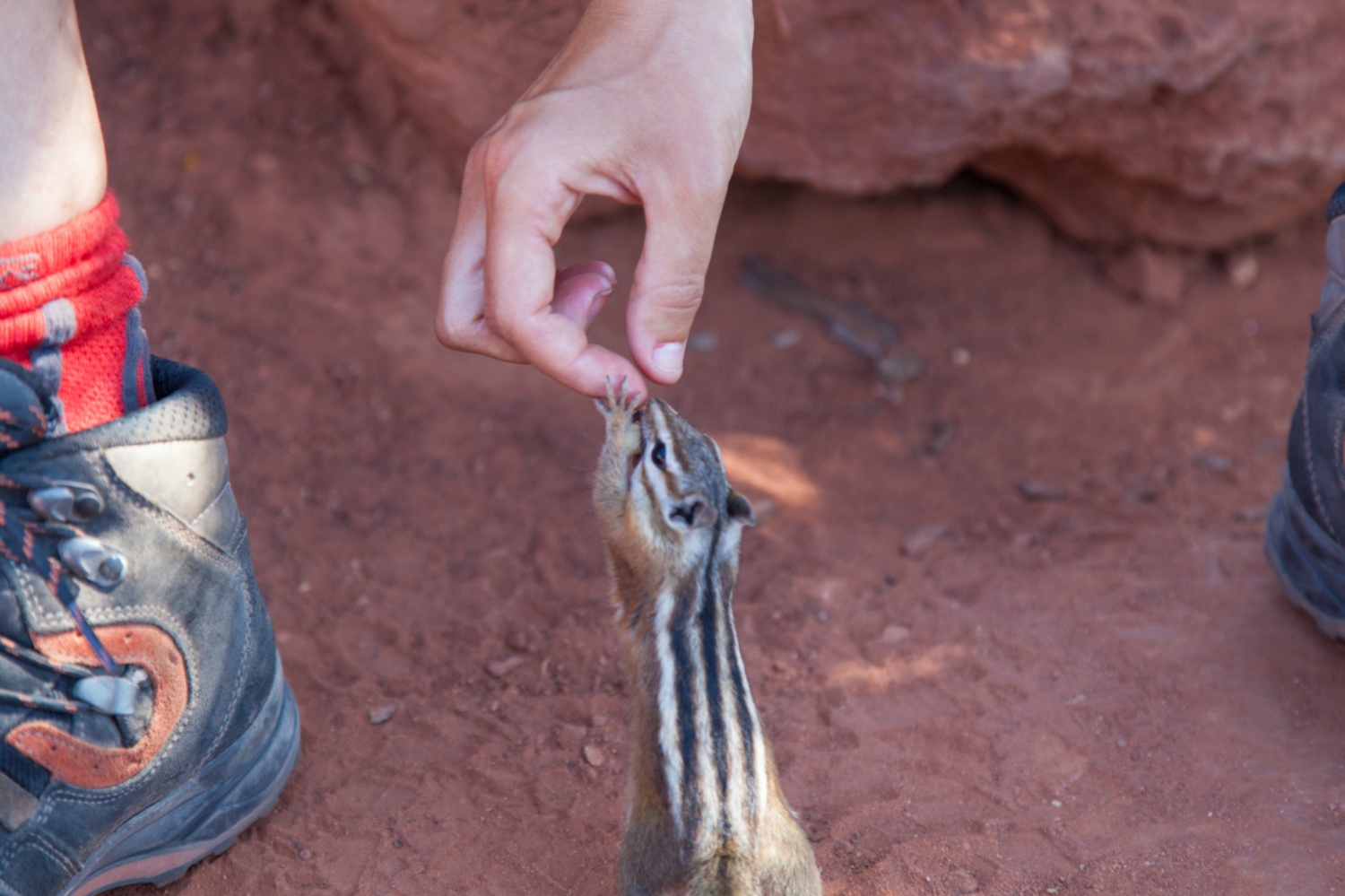 USA_Zion_266