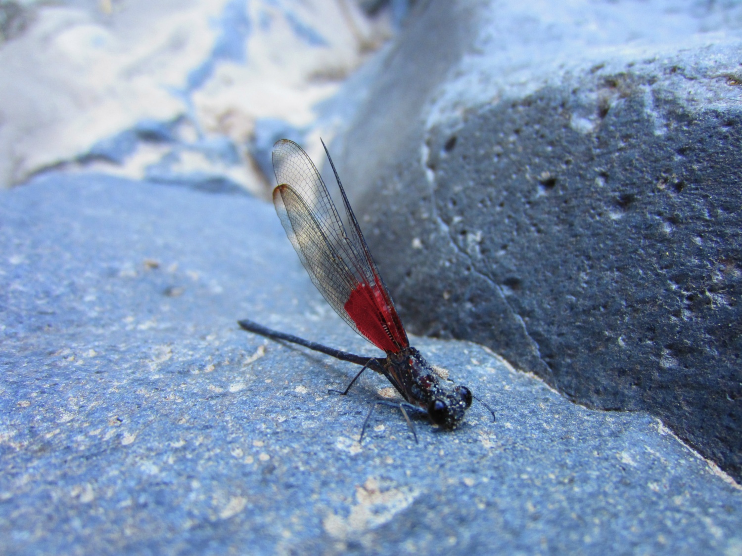USA_Zion_A_009