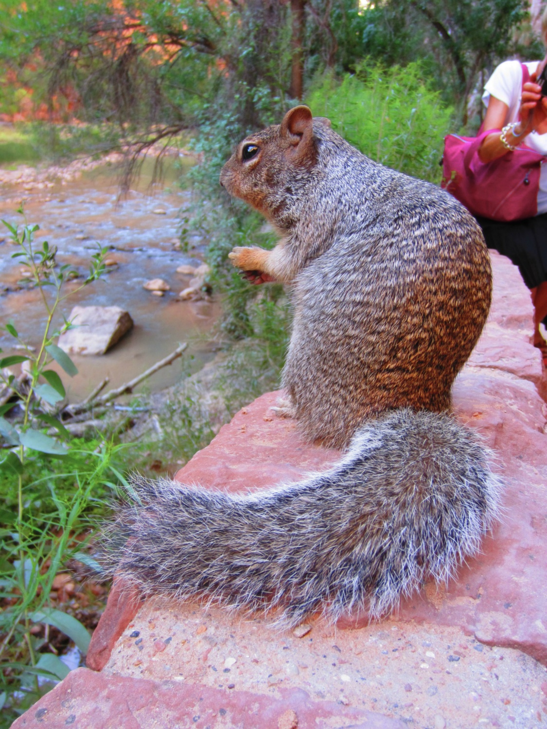USA_Zion_A_181