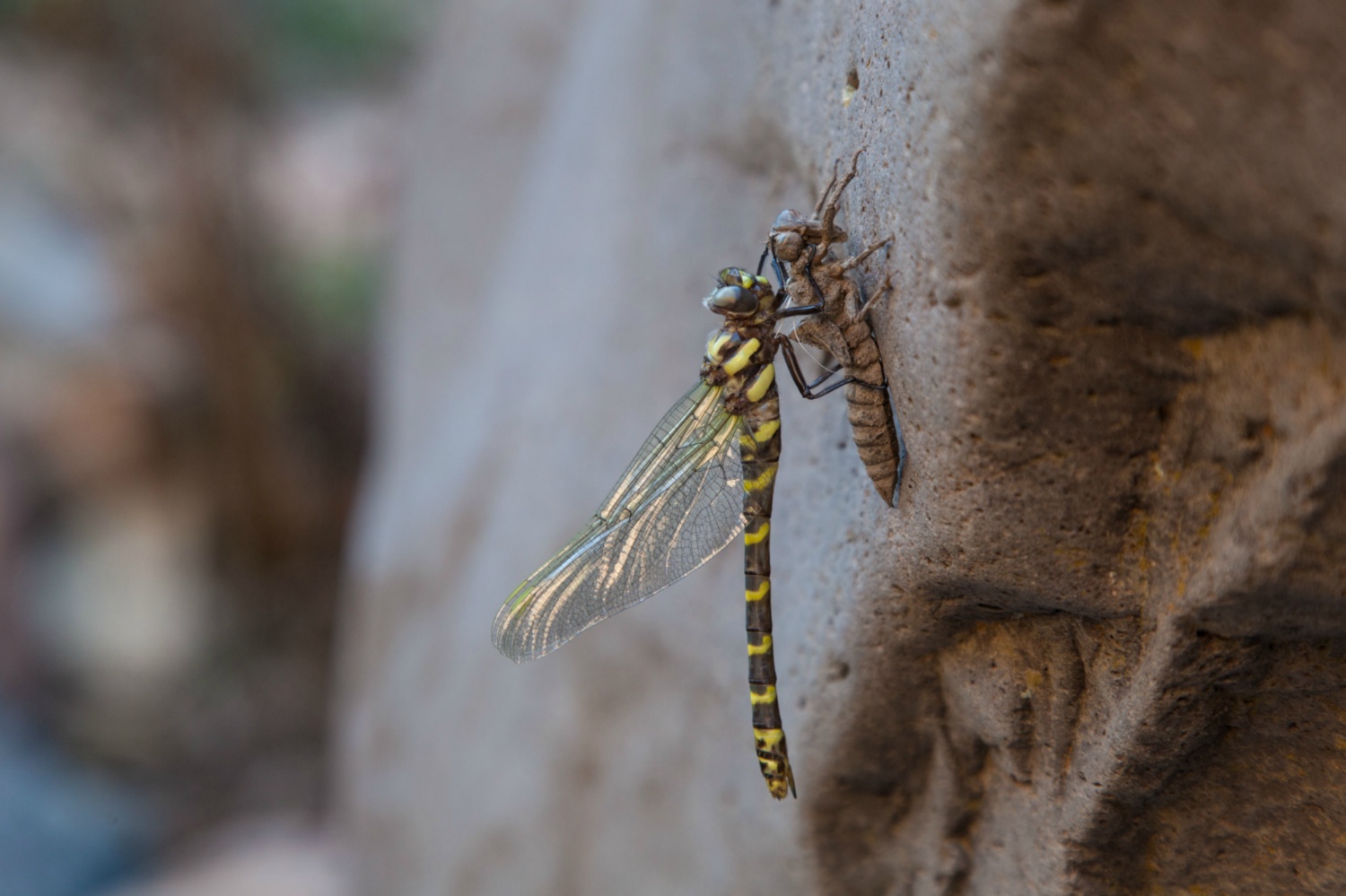 USA_Zion_012