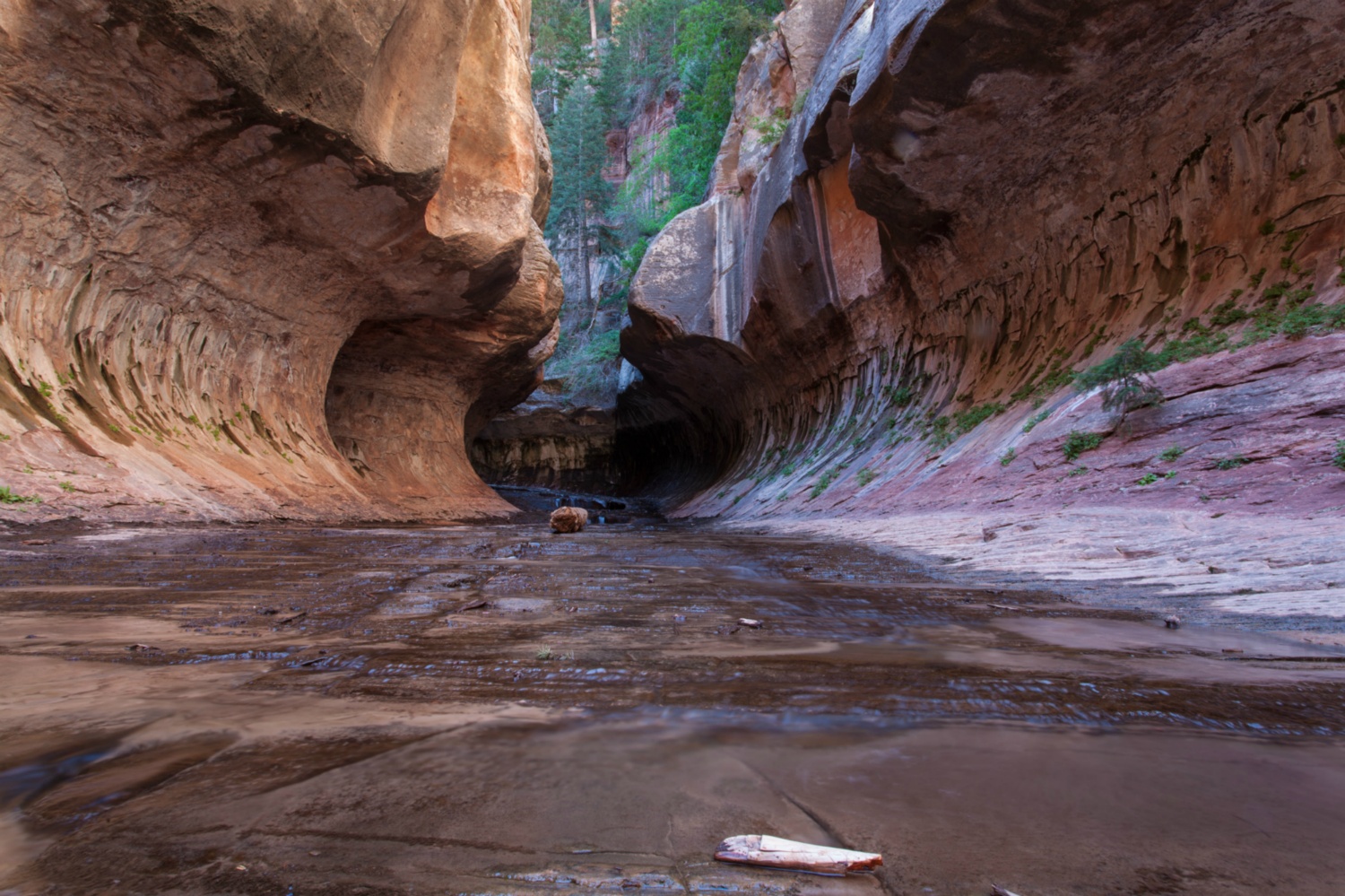 USA_Zion_028